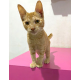 Gata Naranja De 5 Meses En Adopcion Responsable