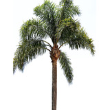 Palmera Pindo