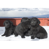 Labrador Súper Cachorros - Padres Pedigrí Fcm Loretta