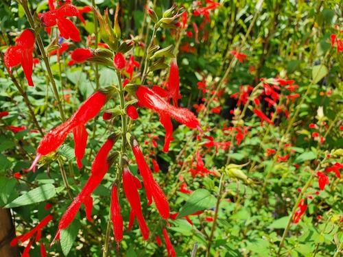 Salvia Fulgens | Salvia Escarlata Mexicana