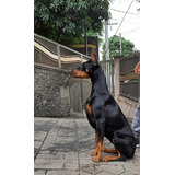 Filhotes De Doberman (kennel Aldog W.a)