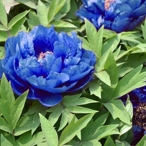 150 Semillas De Flor De Peonia Azulado