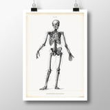 Anatomía Humana Iii Lámina Poster Vintage Antiguo Decoración