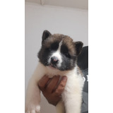 Akita Americano Cachorro