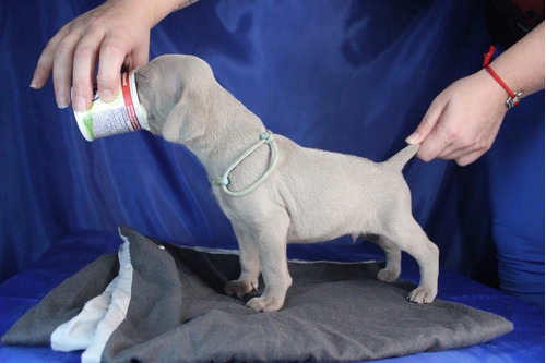 Grandioso Elegancia Weimaraner Mascotas Saint Daniel