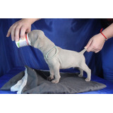 Grandioso Elegancia Weimaraner Mascotas Saint Daniel