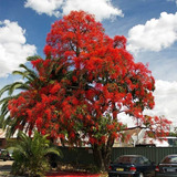 15 Sementes Árvore De Fogo Brachychiton Acerifolius P/ Mudas