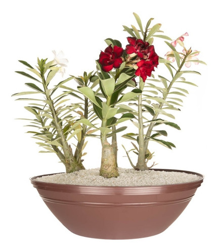 2 Vaso Para Flor Rosa Do Deserto 12,5l. Decorativo Varanda Cor Terracota Liso