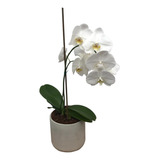 Maceta Para Orquídeas Cili-max De Grey Basics