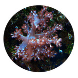 Coral Marinho: Kenia Tree