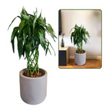 Planta Natural Bambu Da Sorte C/ Vaso Decorativo