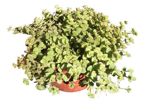 Suculenta Crassula Pellucida