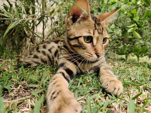 Gatitos Bengal Bellísimos