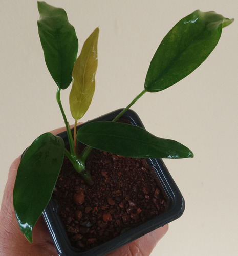 Anubia Gabon Planta P/ Tronco Ou  Pedra Aquario Plantado