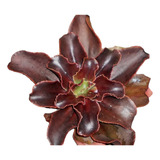 20 Semillas Echeveria Chocolate + Guía Cultivo + Sustrato 