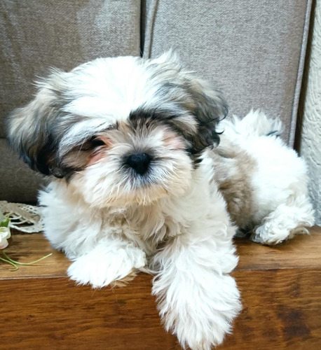 Shihtzu Miniatura Hermosos Cachorros