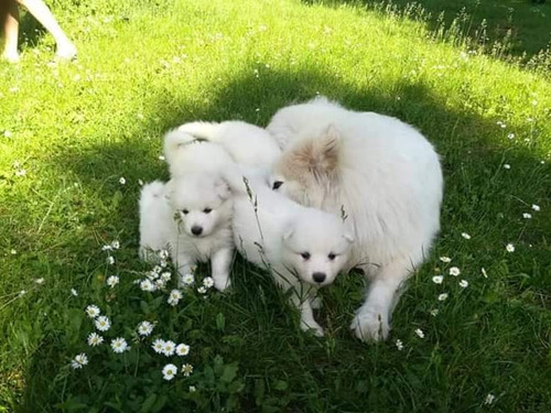 Cachorros Samoyedos Hermosos