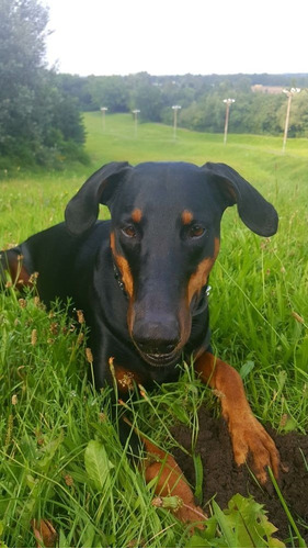 Cachorro Doberman Perrito Doverman Puppy Dobermen Cachorrito