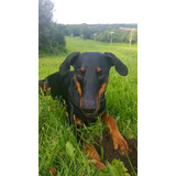 Cachorro Doberman Perrito Doverman Puppy Dobermen Cachorrito