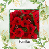 50 Semillas Flor Petunia Rojo + Obseq Germinación