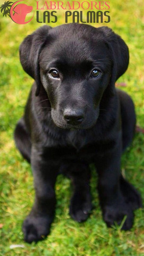 Cachorro Labrador Negro 011