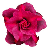 5 Pzs Rosas Del Desierto Adenium Colores + Semillas