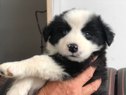 Cachorros  Border Collie  Medellín Bogota