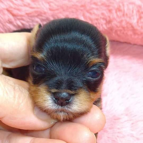 Yorkshire Hembra Cachorra Mini 90020