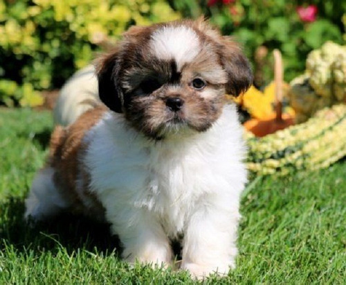 Perros Shitzu Cachorros Shih Tzu Puppy Cachorritos