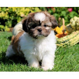 Perros Shitzu Cachorros Shih Tzu Puppy Cachorritos