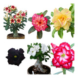 10 Flores Mudas Rosa Do Deserto Dupla Tripla E Quadrupla Kit