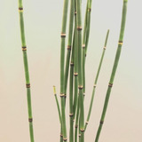 Equisetum Cola De Caballo Planta Ornamental