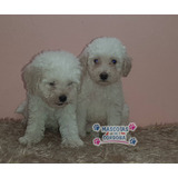 Venta De Cachorros French Poodle En Veracruz