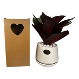 Kit Decoração Vaso Com Planta Artificial + Caixa De Presente