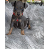 Cachorro Pinscher Blue 