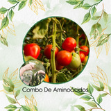Abono De Aminoácidos Concentrado Para Tomate Marglover