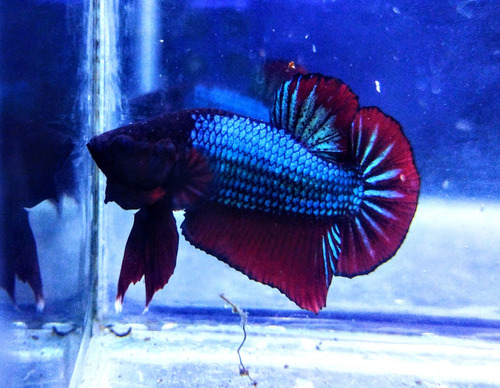 Bettas 