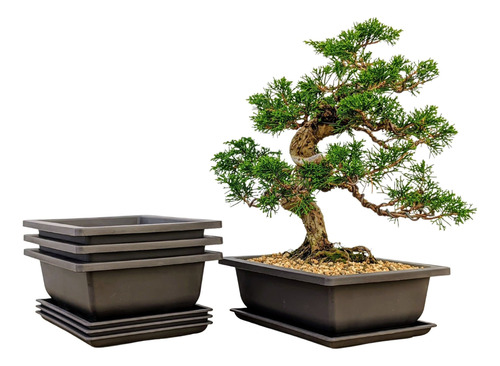 Maceta Para árbol Bonsai, 8 Pulgadas