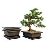 Maceta Para árbol Bonsai, 8 Pulgadas