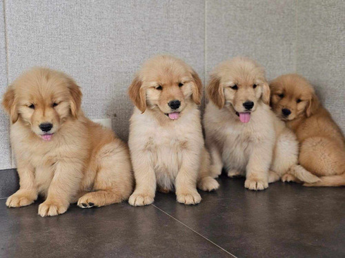 Cachorros Golden Retriever.