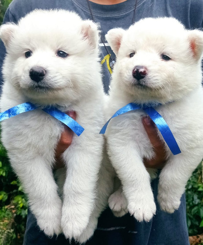 Cachorros Samoyedo Que Buscan Hogar 