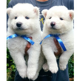 Cachorros Samoyedo Que Buscan Hogar 