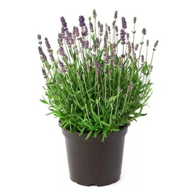 Lavanda Angustifolia Planta Paquete 4 Flores Polinizadoras | Meses sin interés