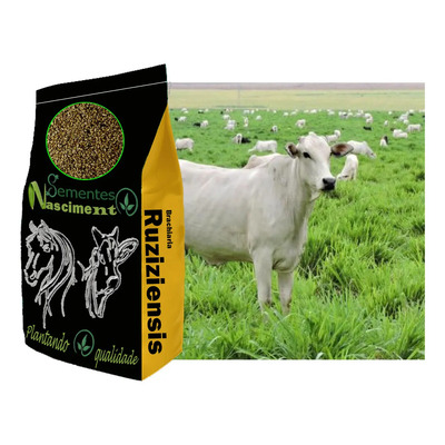 Semente de semente de brachiaria ruziziensis de pastagem e fenação excelentes Produtores SEMENTES NASCIMENTO de 20kg | Parcelamento sem juros