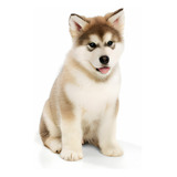 Malamute De Alaska Cachorros Disponibles Perros Puppy Pet