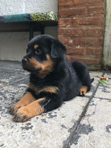 Rottweiler Cachorros Puros! De 36 Dias