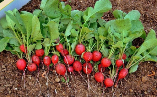 500 Semillas De Rabanito Organicas Ideal Huerta