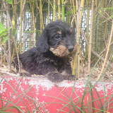 Dachshund Pelo Duro Kaninchen Fcadivinos!!!!!