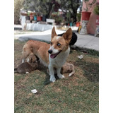 Preciosos Ejemplares Corgi 