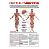 Posters El Sistema Endocrino